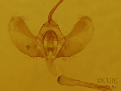 genitalia view of adult Operophtera bruceata
