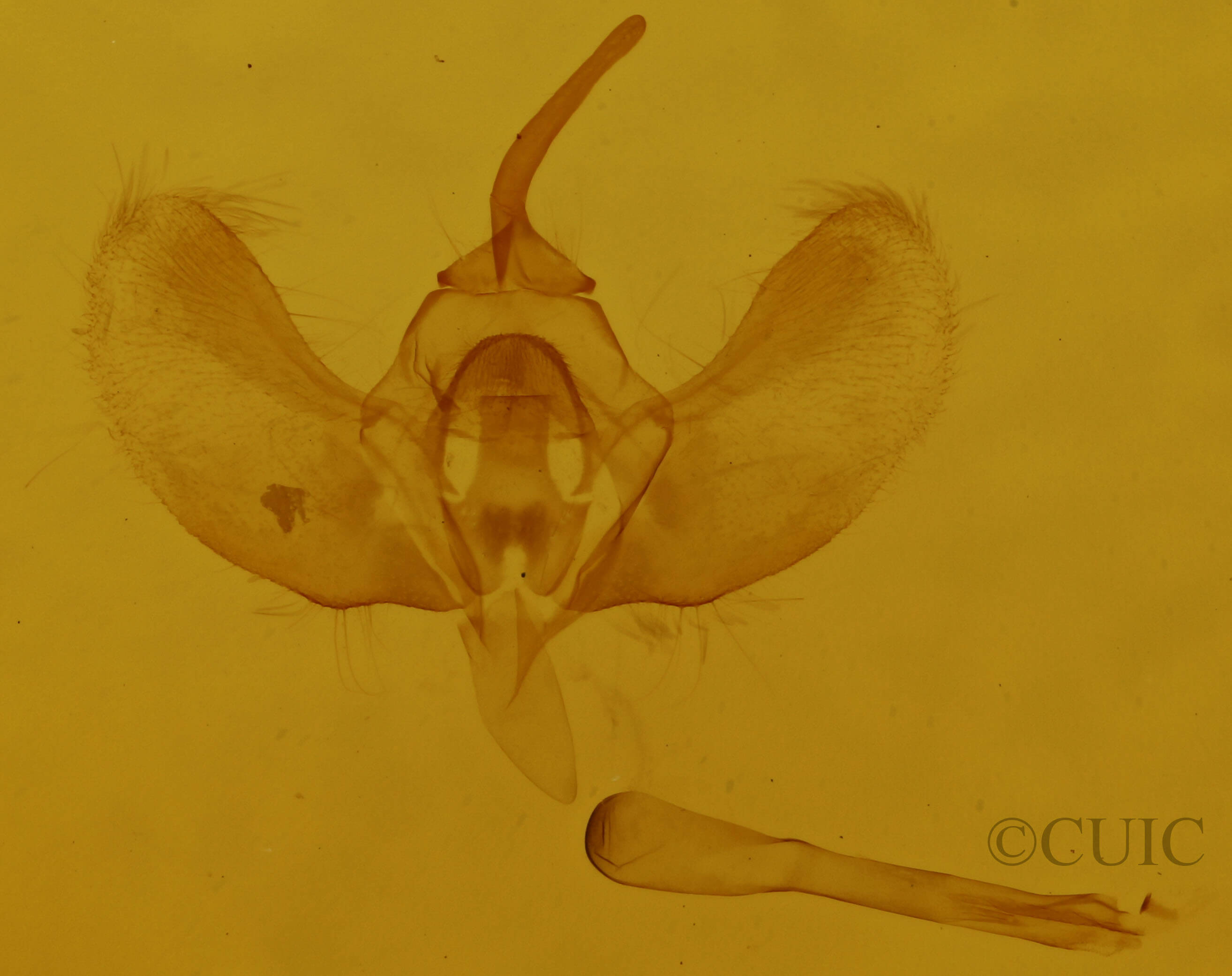 genitalia view of adult Operophtera bruceata