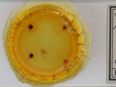 slide view of adult Operophtera bruceata