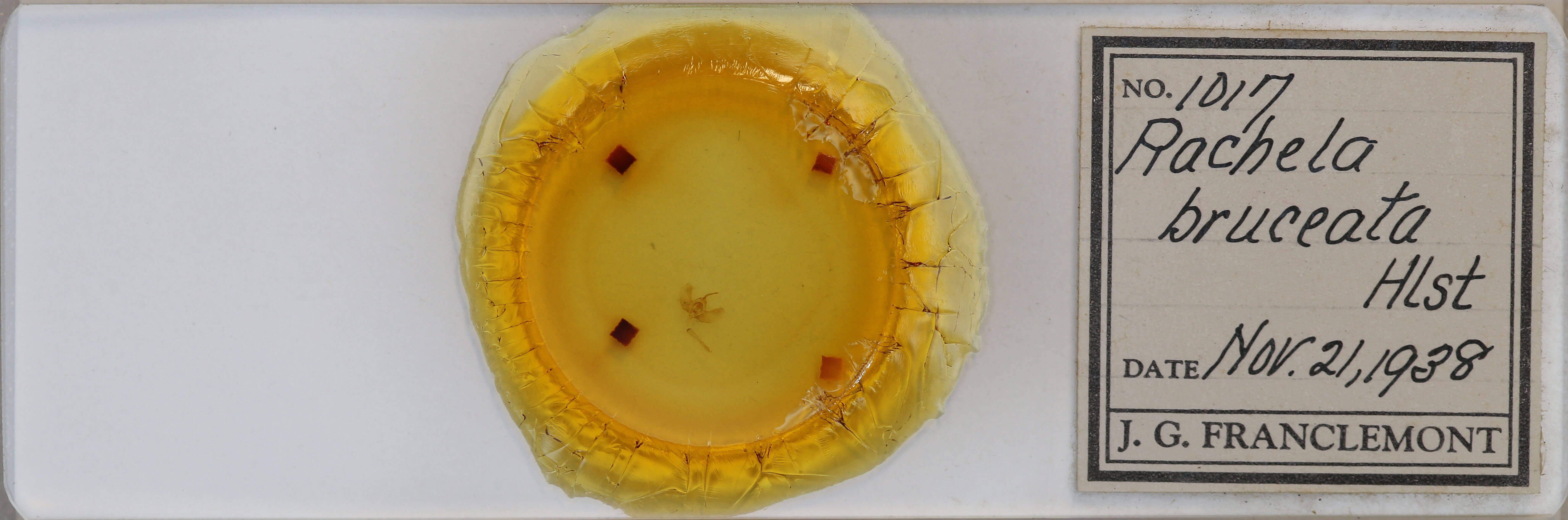 slide view of adult Operophtera bruceata