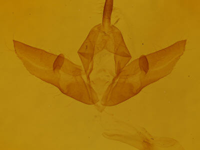 genitalia view of adult Raphia frater frater