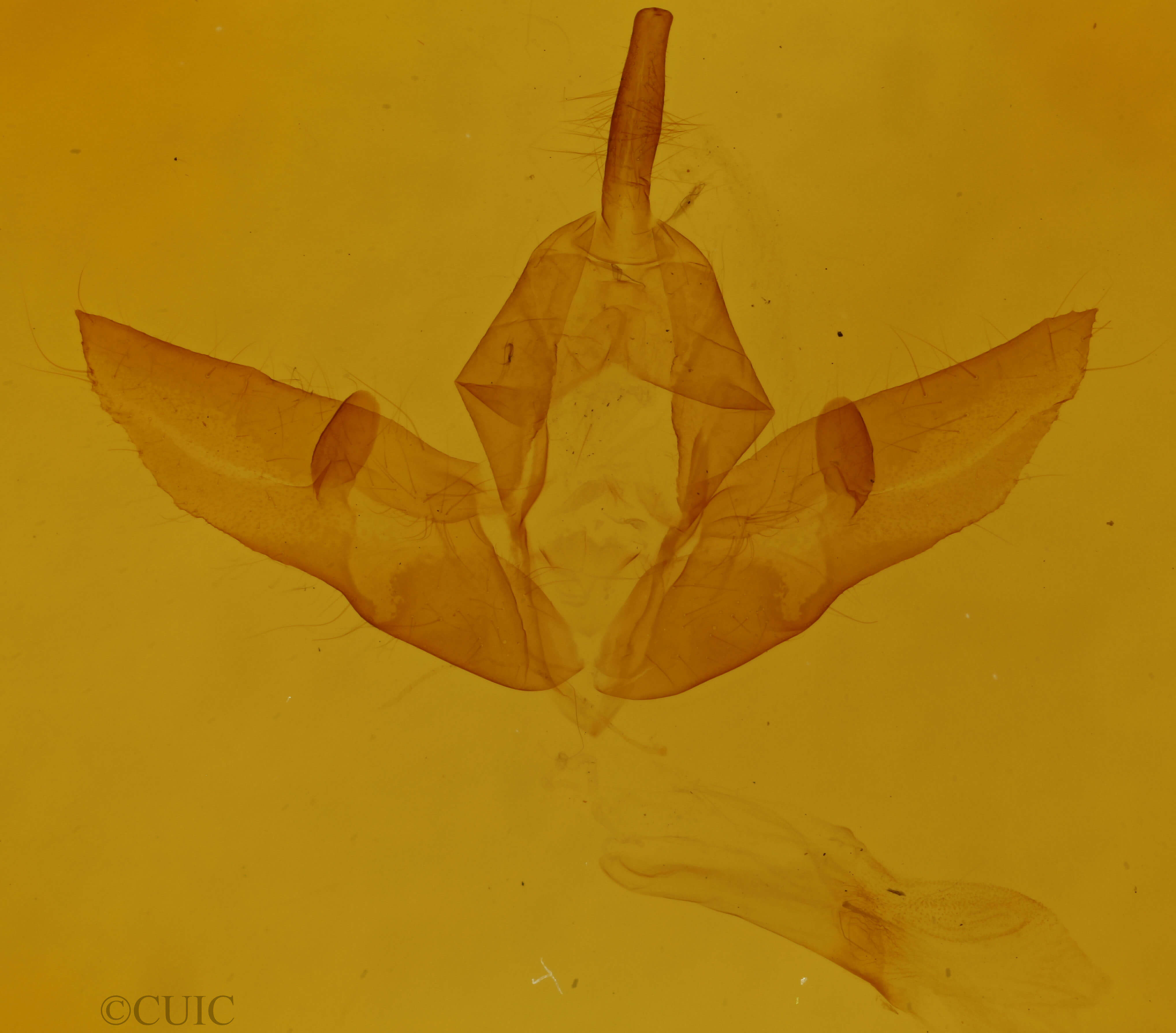 genitalia view of adult Raphia frater frater