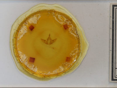 slide view of adult Raphia frater frater