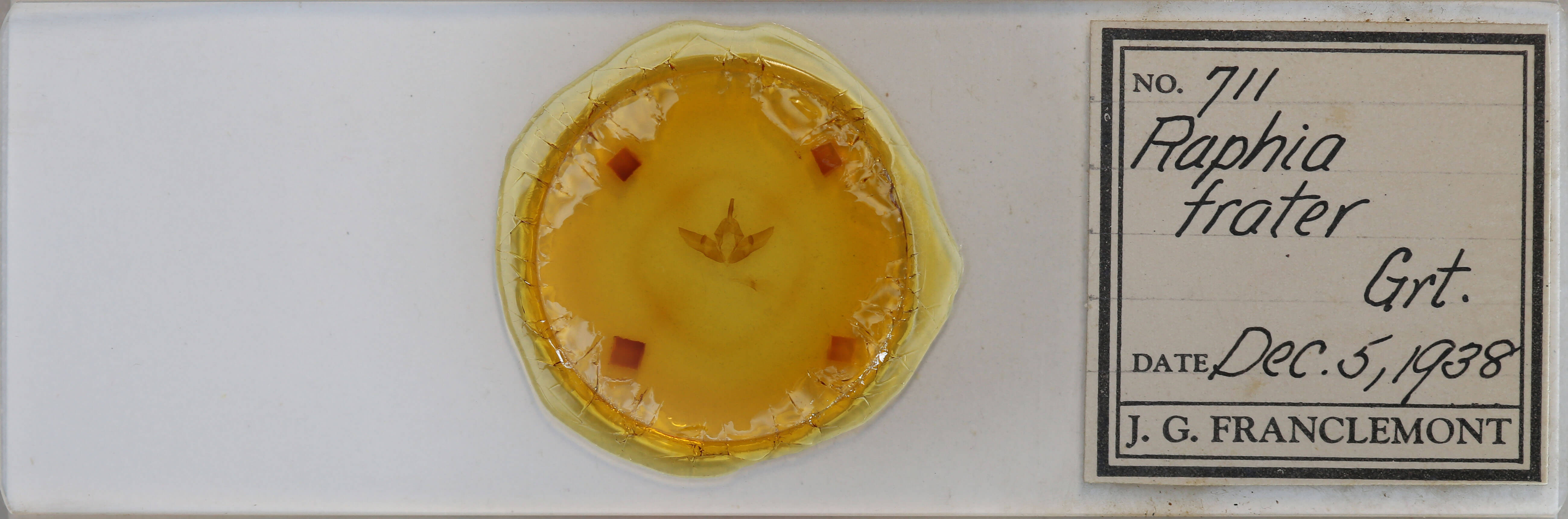 slide view of adult Raphia frater frater