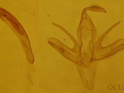 genitalia view of adult Renia flavipunctalis
