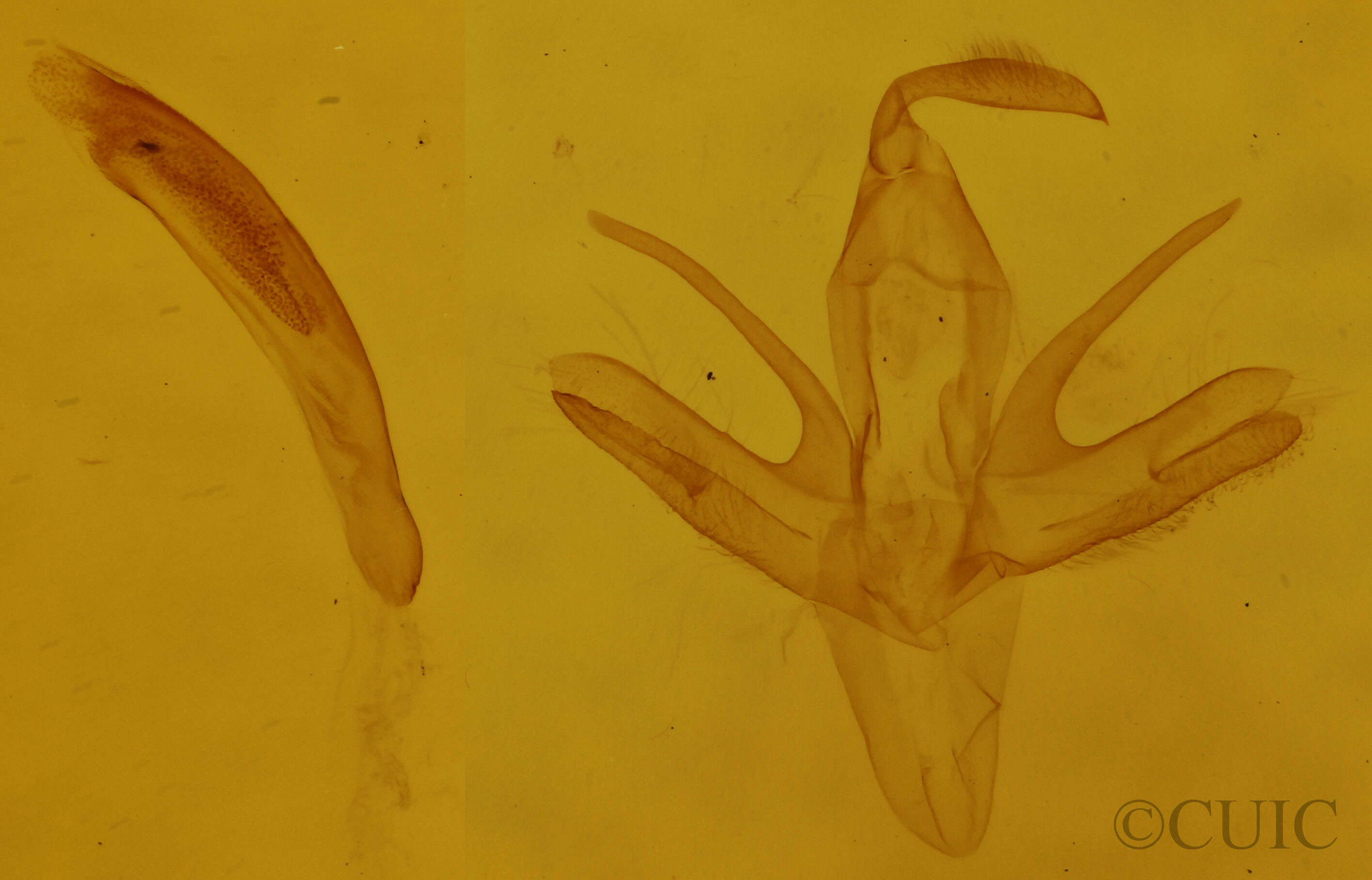genitalia view of adult Renia flavipunctalis
