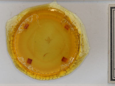 slide view of adult Renia flavipunctalis