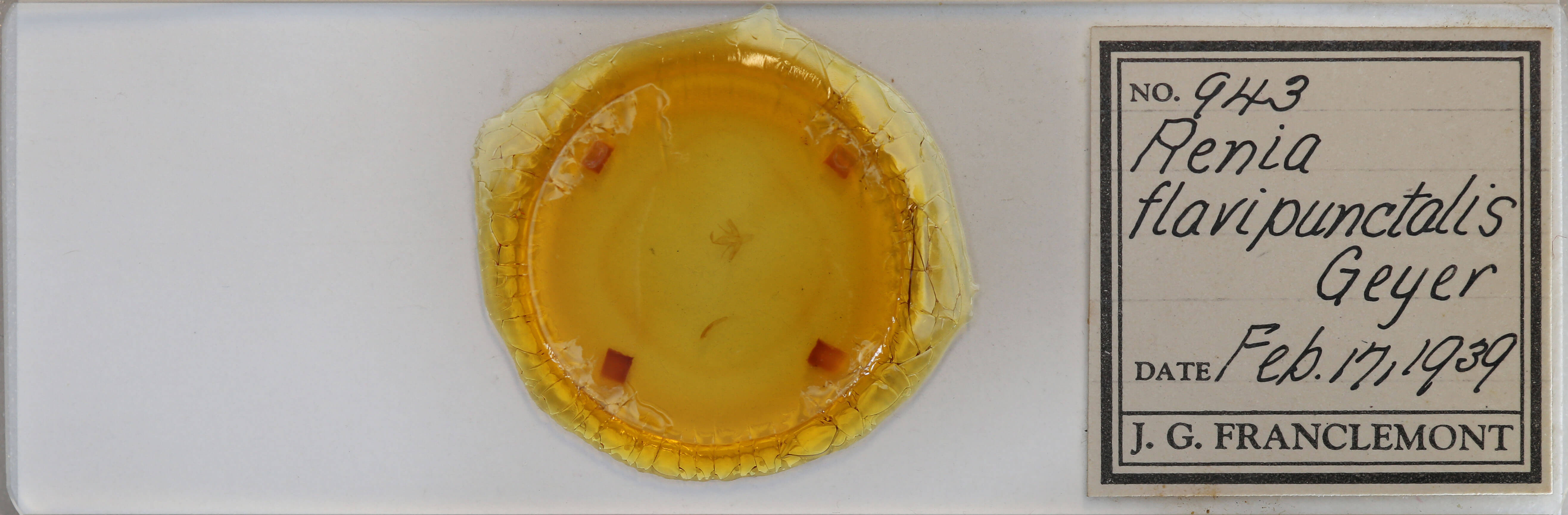 slide view of adult Renia flavipunctalis