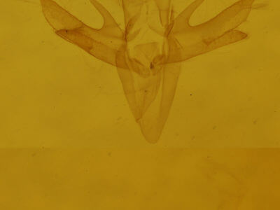 genitalia view of adult Reina sobrialis