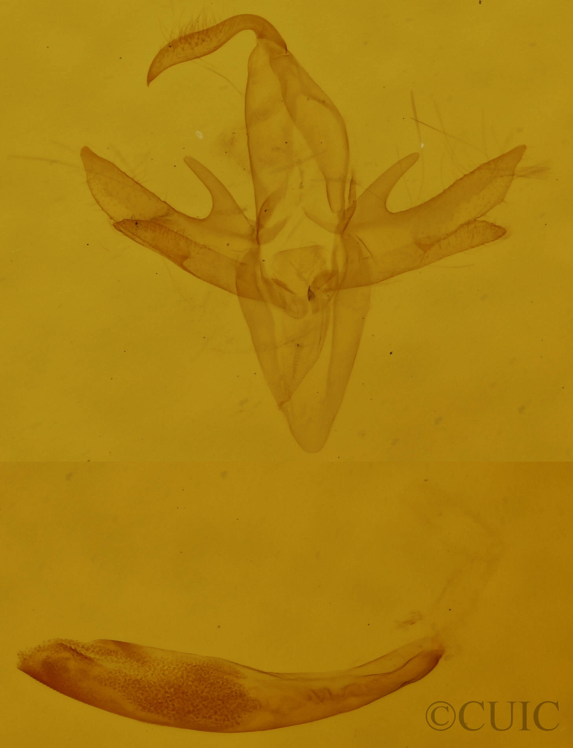 genitalia view of adult Reina sobrialis