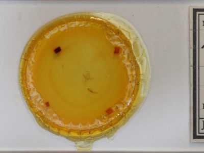 slide view of adult Reina sobrialis