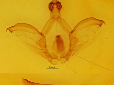 genitalia view of adult Rhuda labella