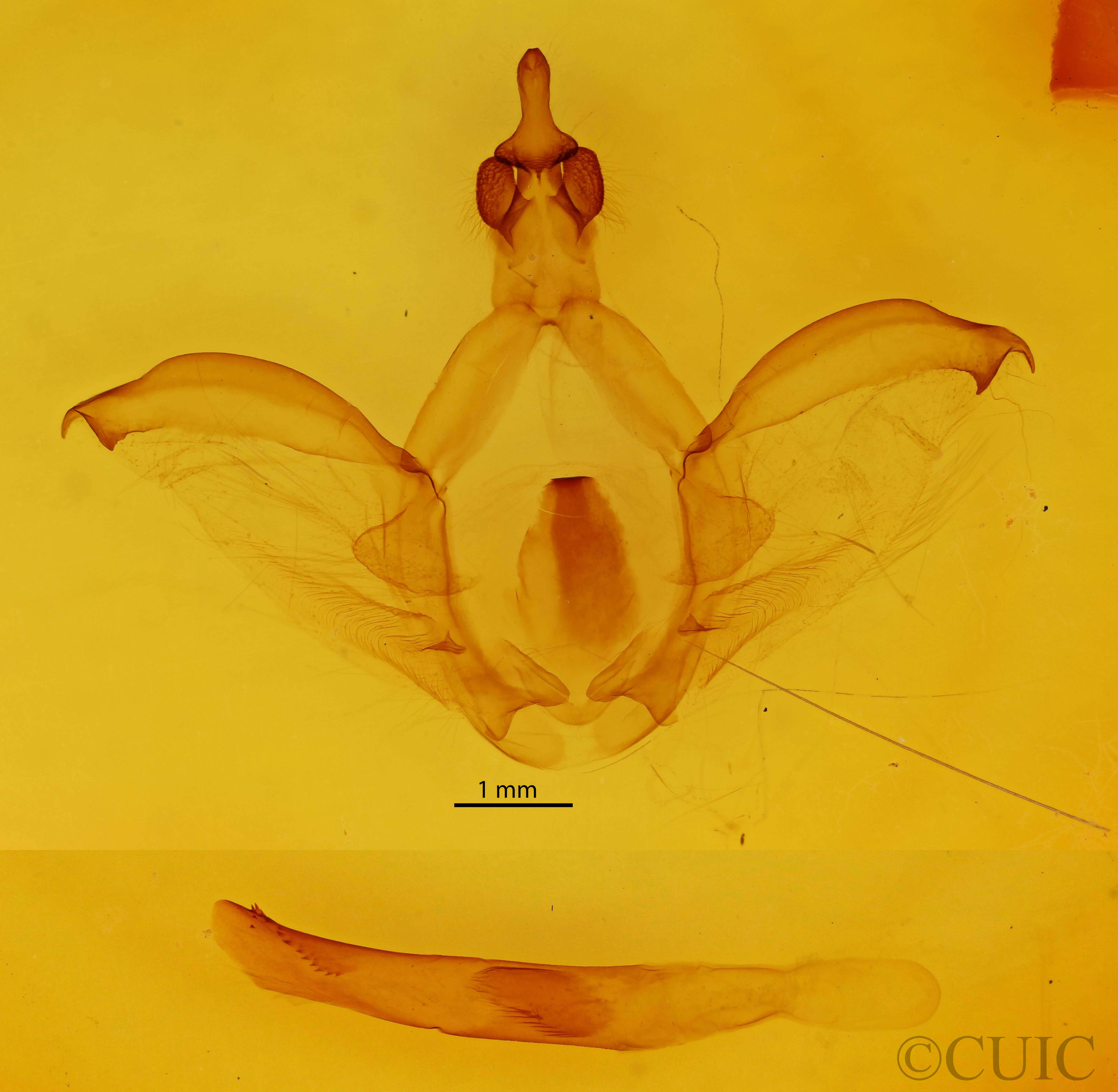 genitalia view of adult Rhuda labella