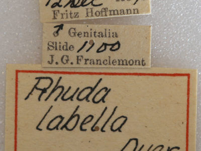 label view of adult Rhuda labella