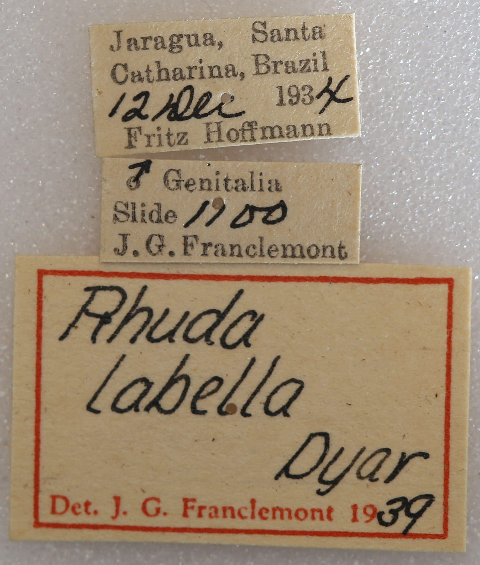 label view of adult Rhuda labella