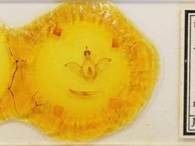 slide view of adult Rhuda labella