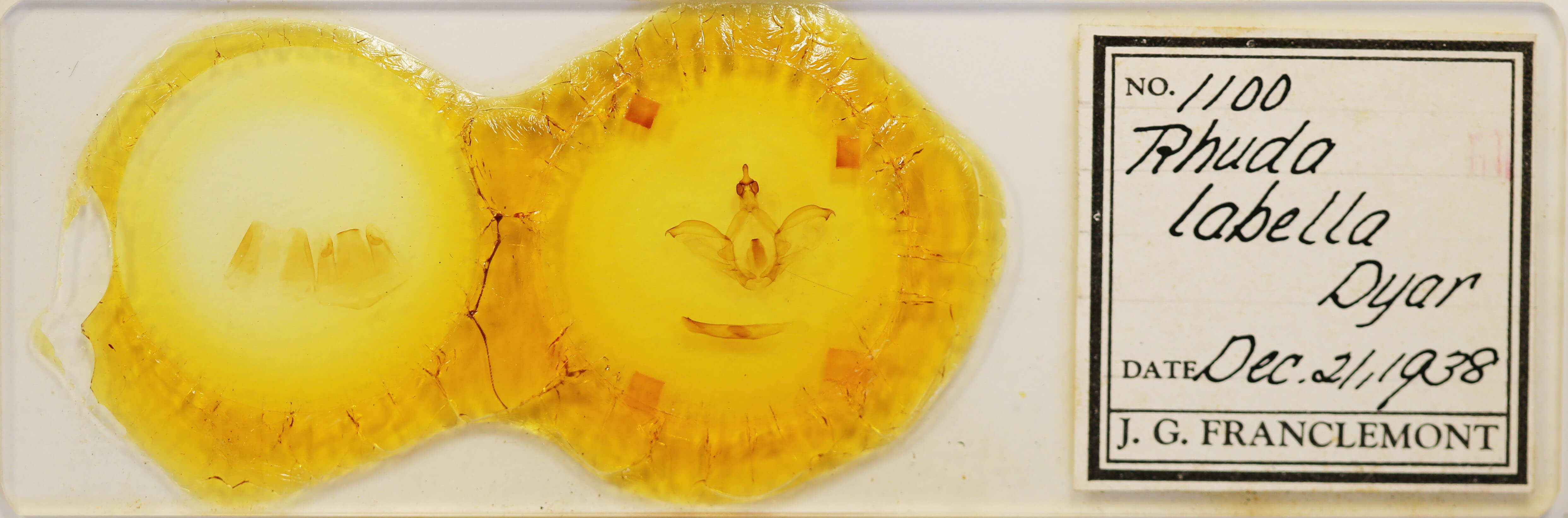 slide view of adult Rhuda labella