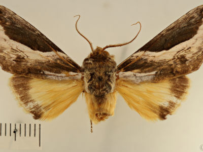 dorsal view of adult Rhuda labella