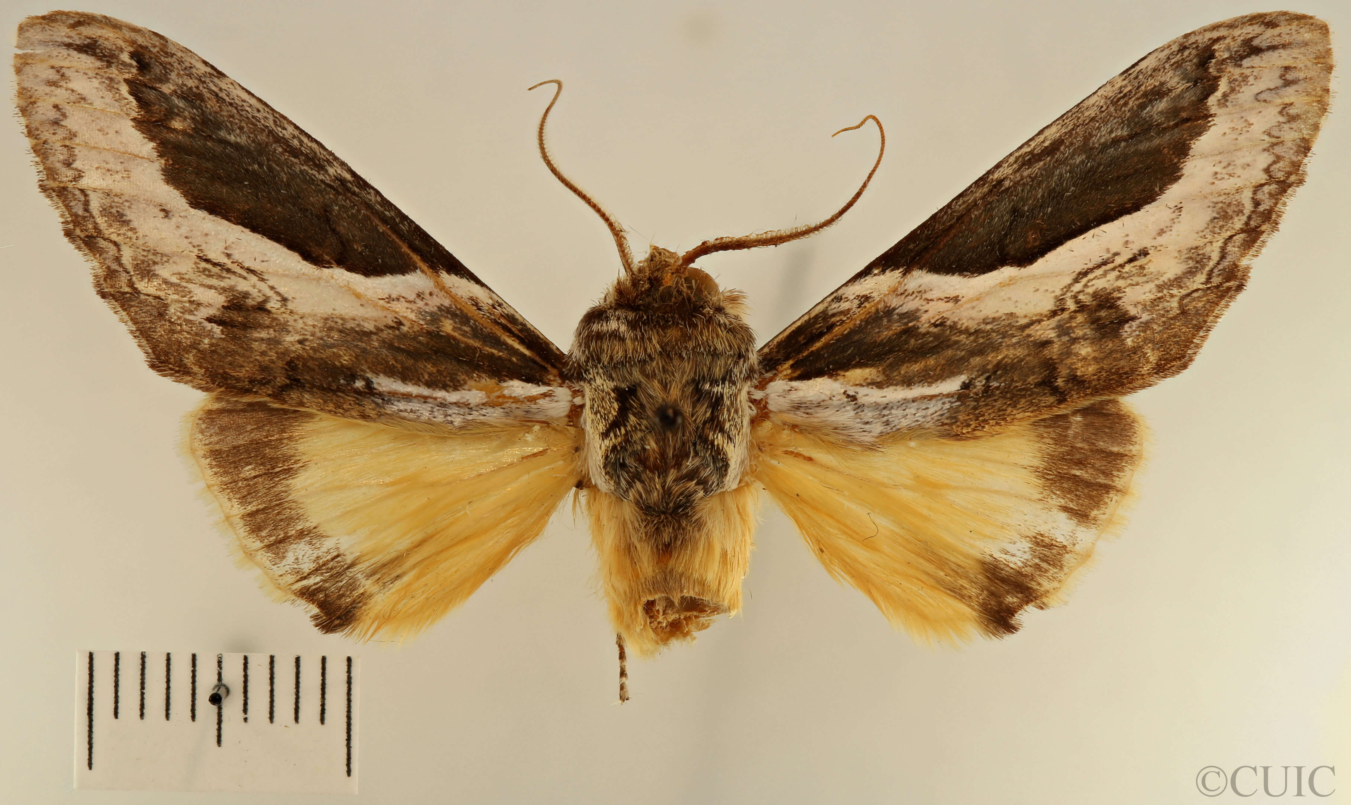 dorsal view of adult Rhuda labella