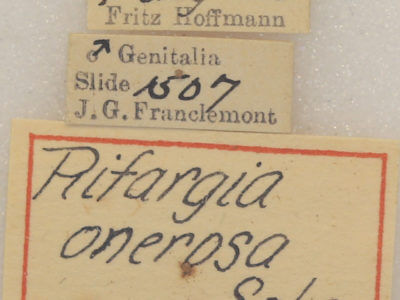 slide view of adult Rifargia onerosa