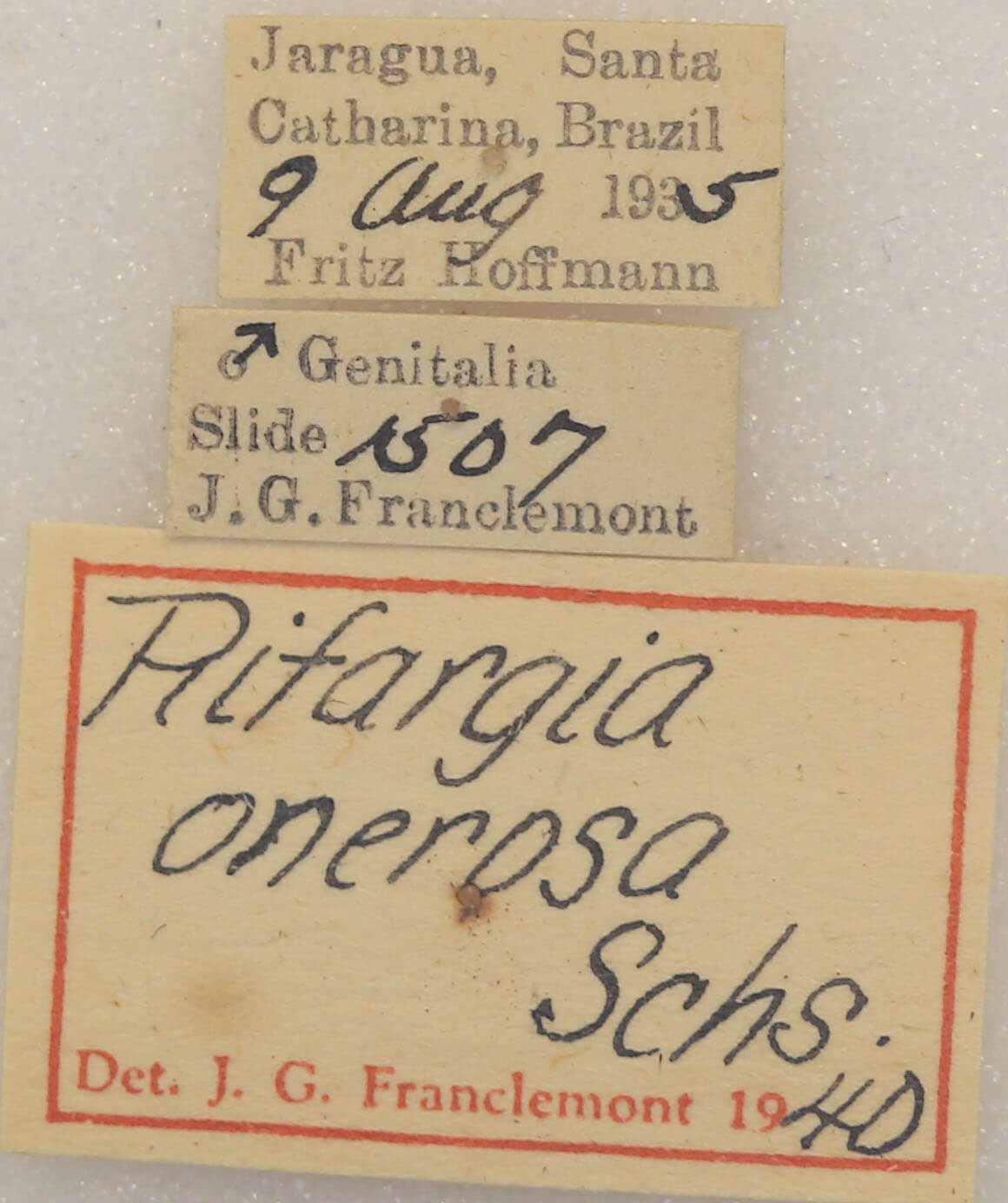 slide view of adult Rifargia onerosa