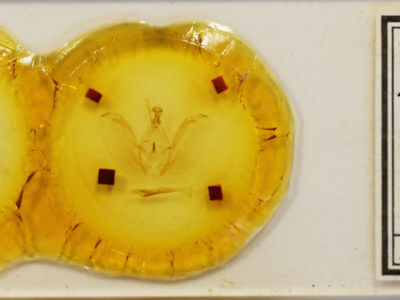 slide view of adult Rifargia onerosa