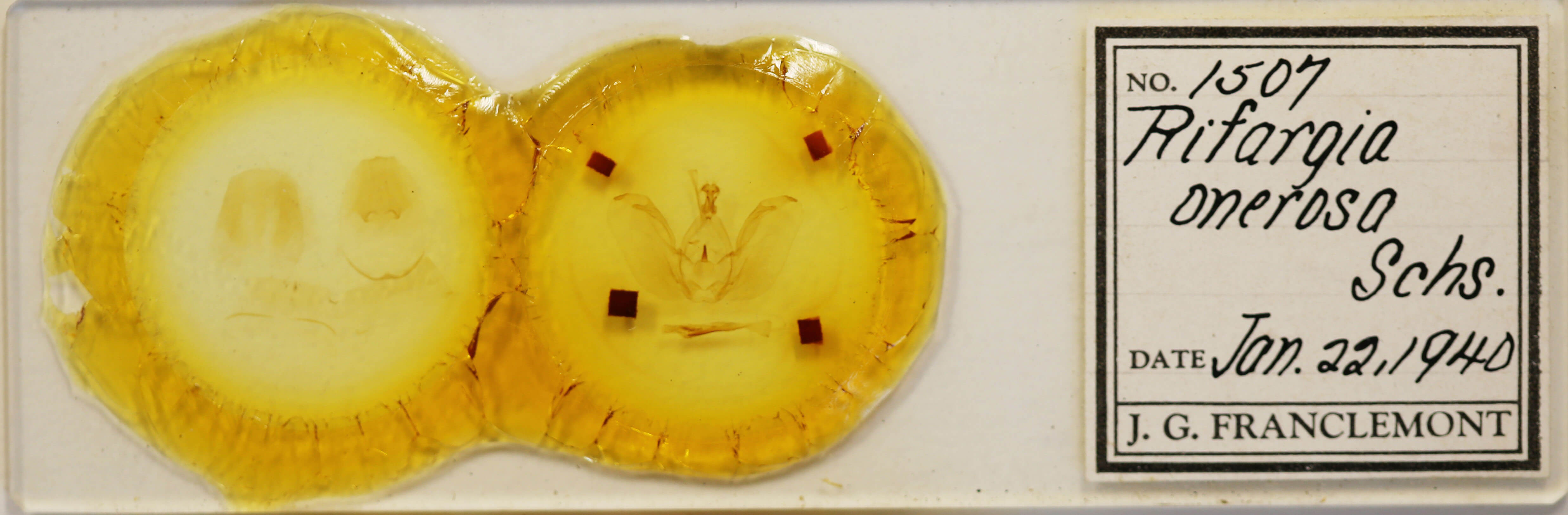 slide view of adult Rifargia onerosa