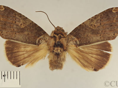 dorsal view of adult Rifargia onerosa