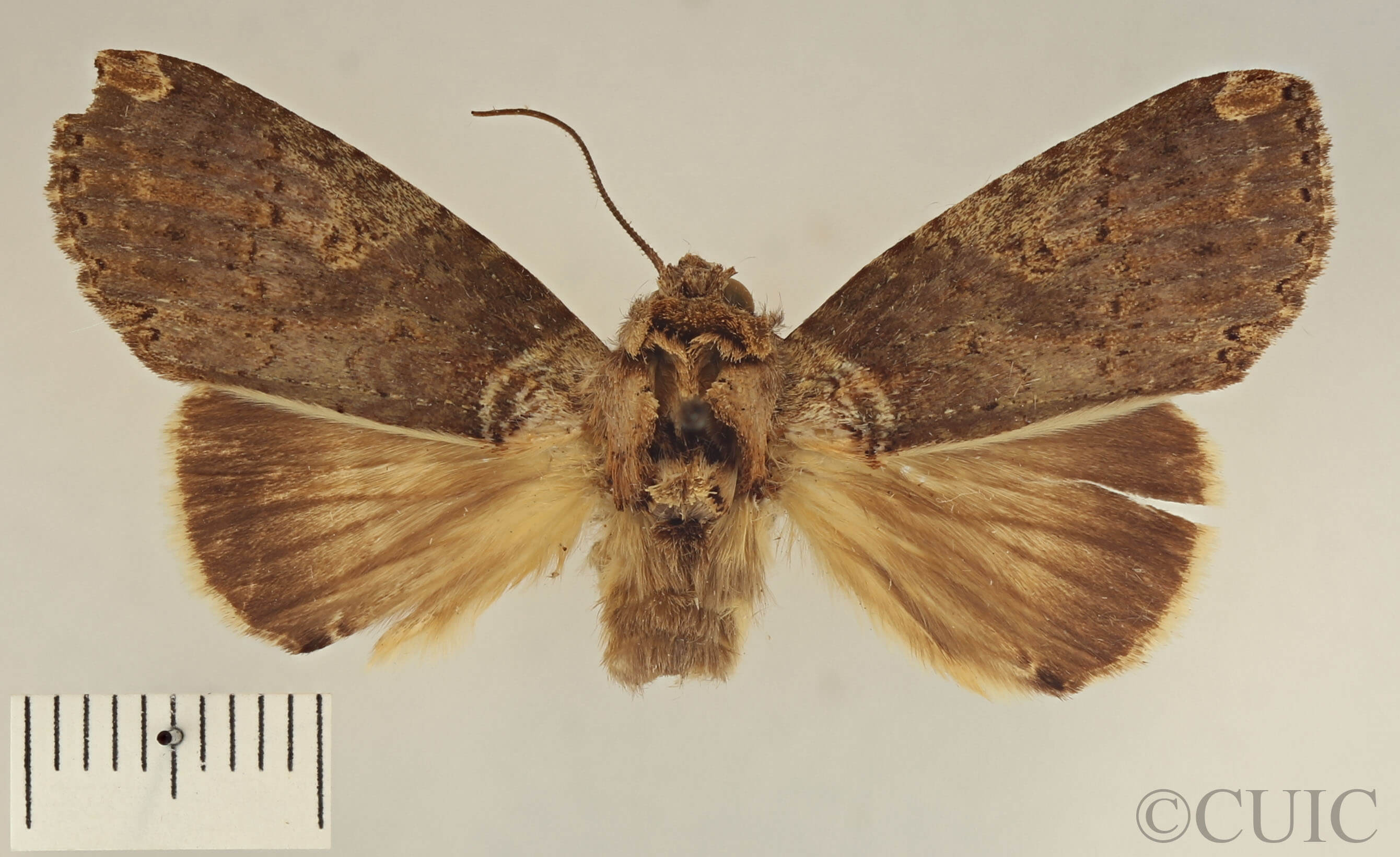 dorsal view of adult Rifargia onerosa