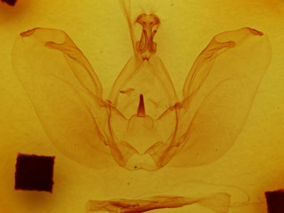 genitalia view of adult Rifargia onerosa