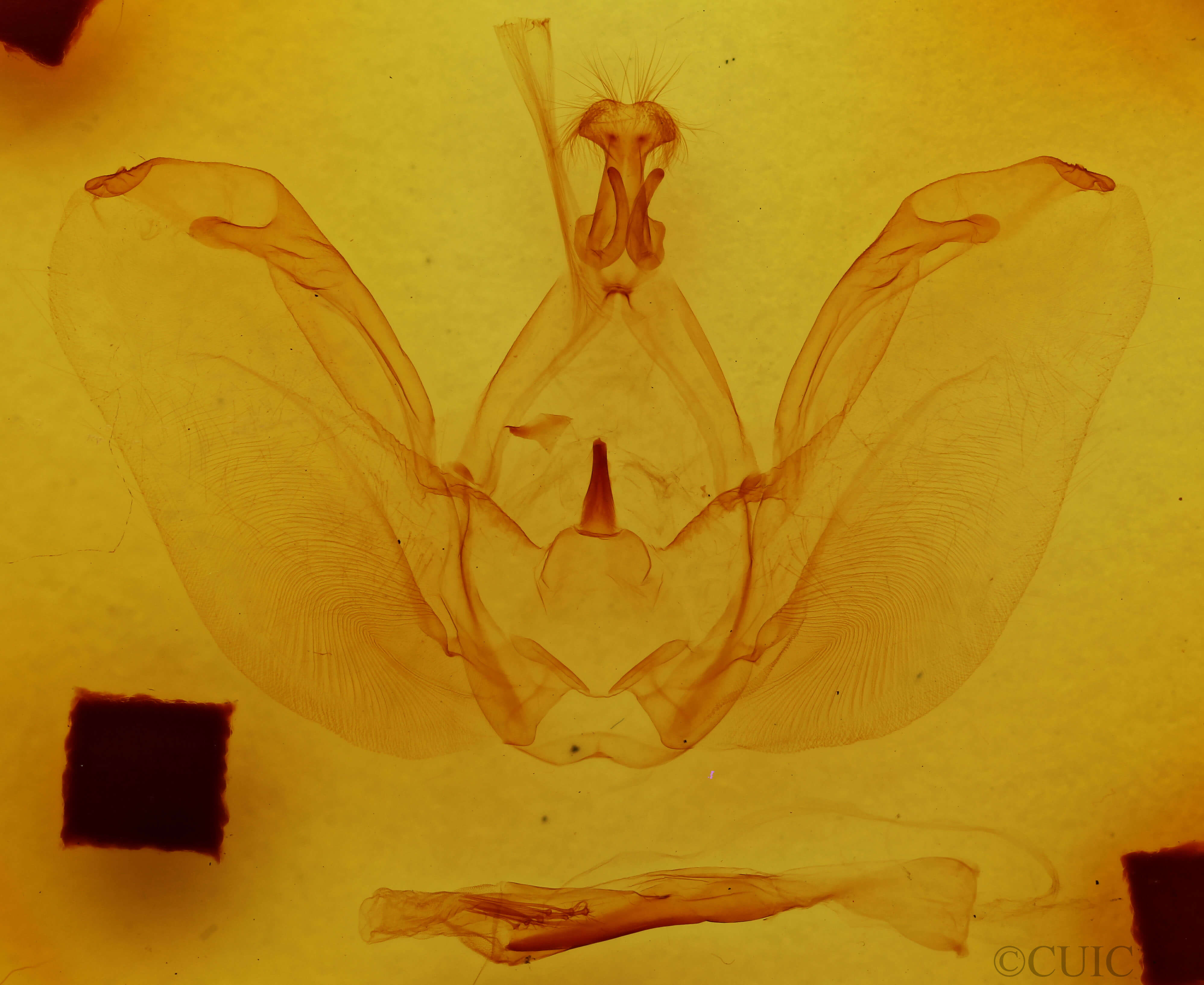 genitalia view of adult Rifargia onerosa