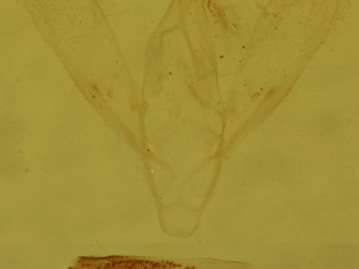 genitalia view of adult Rivula propinqualis