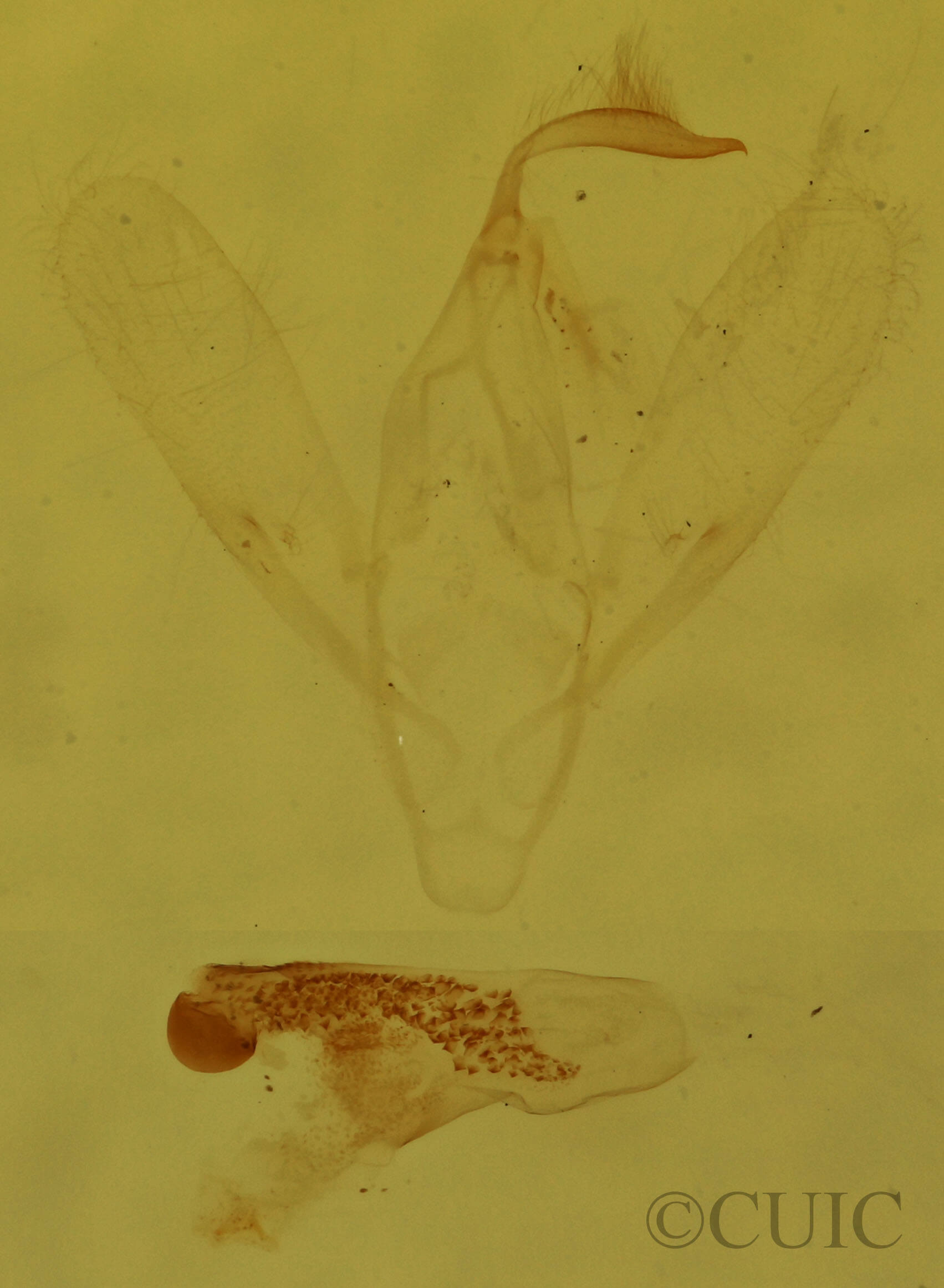 genitalia view of adult Rivula propinqualis