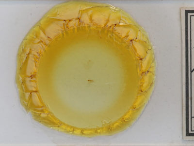 slide view of adult Rivula propinqualis