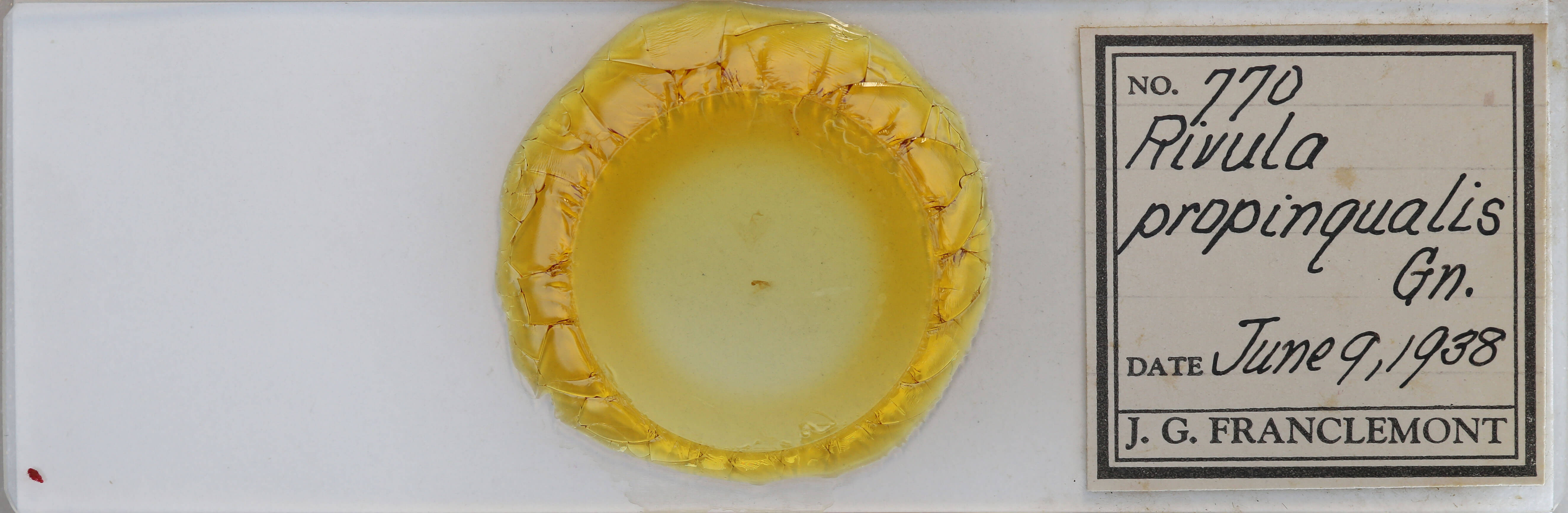 slide view of adult Rivula propinqualis