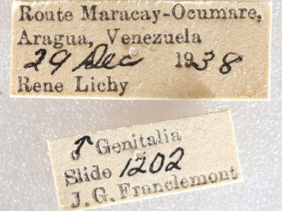 label view of adult Sangala sp.