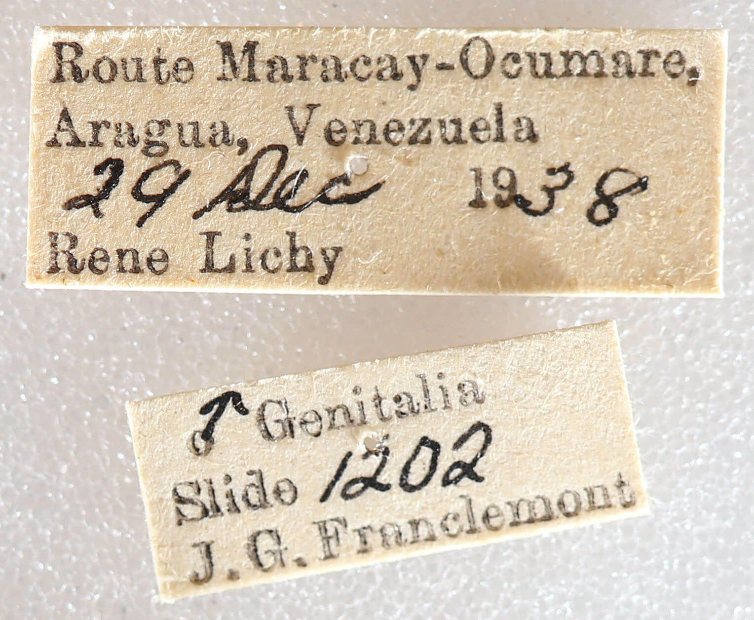 label view of adult Sangala sp.