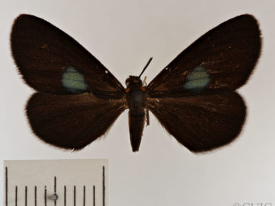 dorsal view of adult Sangala sp.