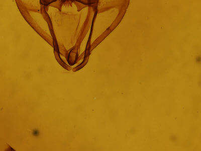 genitalia view of adult Sangala sp.