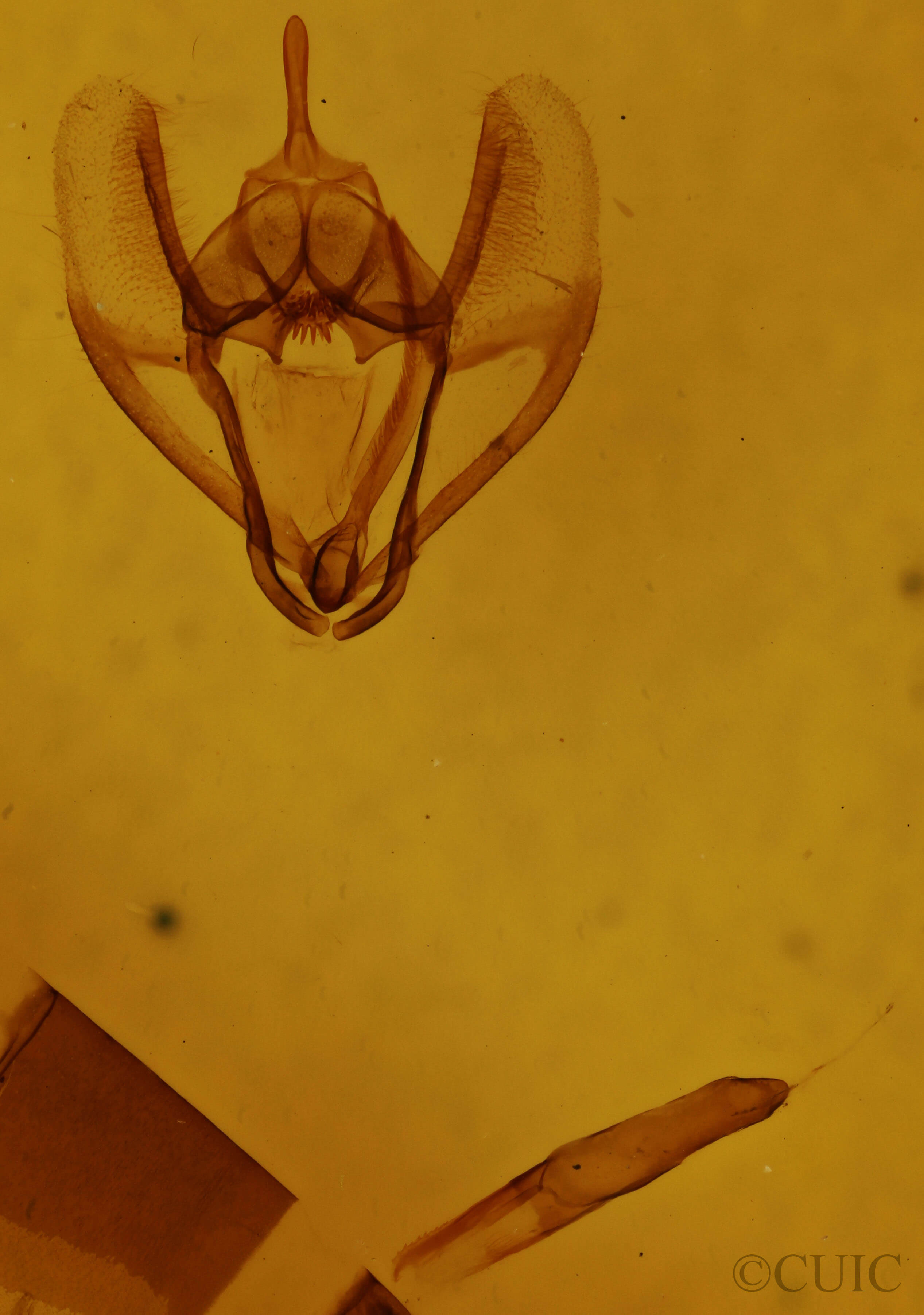 genitalia view of adult Sangala sp.