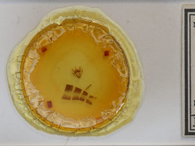 slide view of adult Sangala sp.