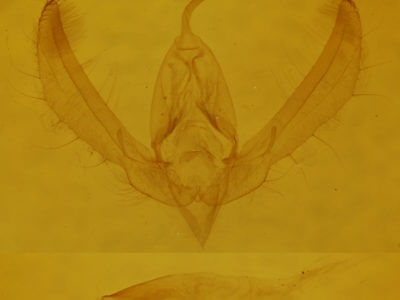 genitalia view of adult Schinia florida