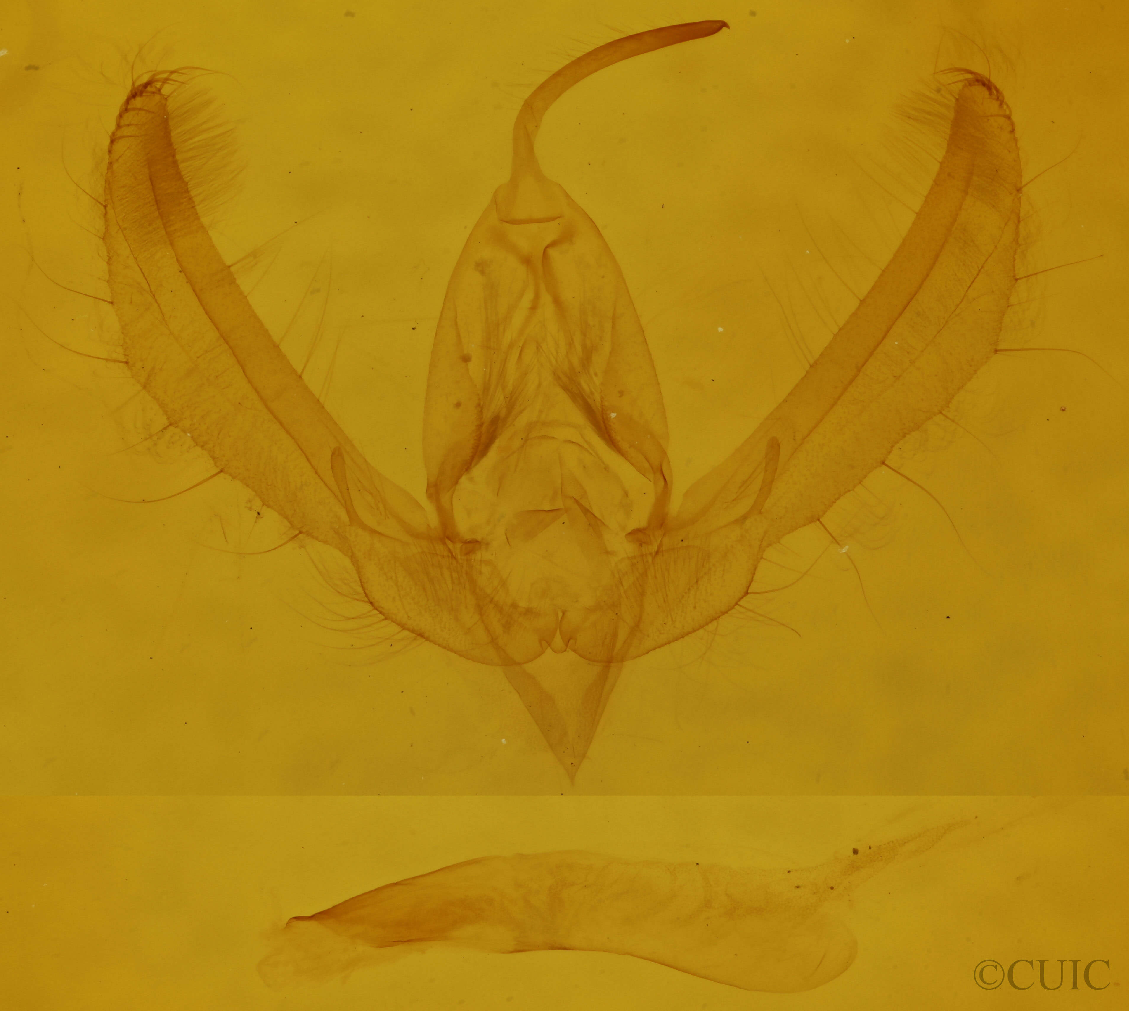 genitalia view of adult Schinia florida