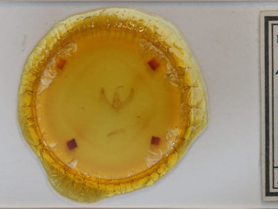 slide view of adult Schinia florida