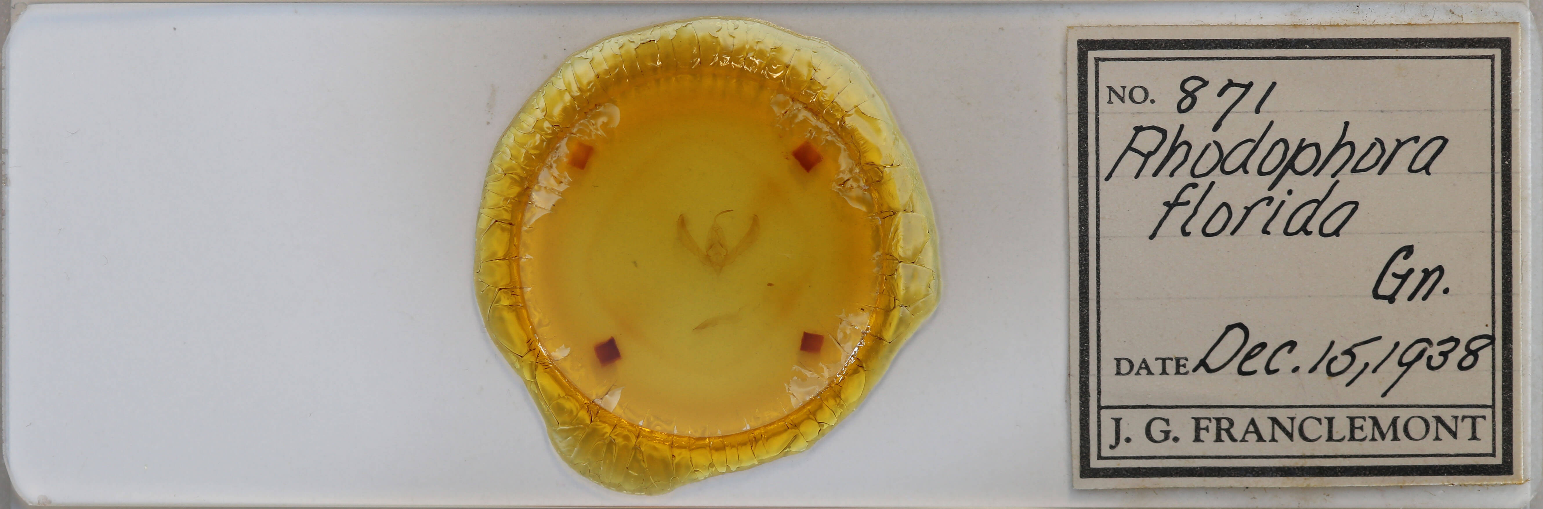 slide view of adult Schinia florida