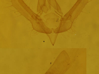 genitalia view of adult Schinia lynx