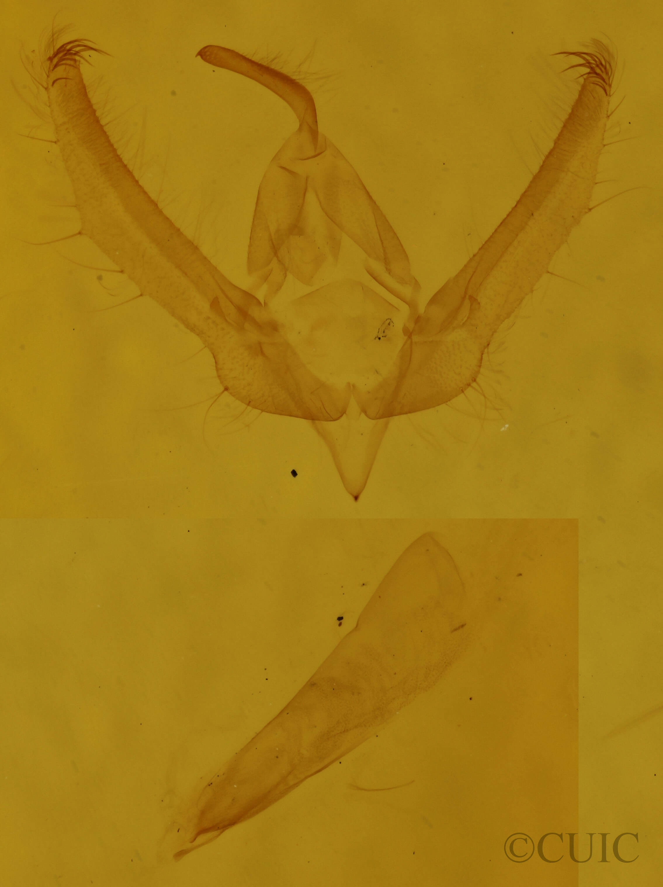 genitalia view of adult Schinia lynx