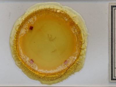 slide view of adult Schinia lynx