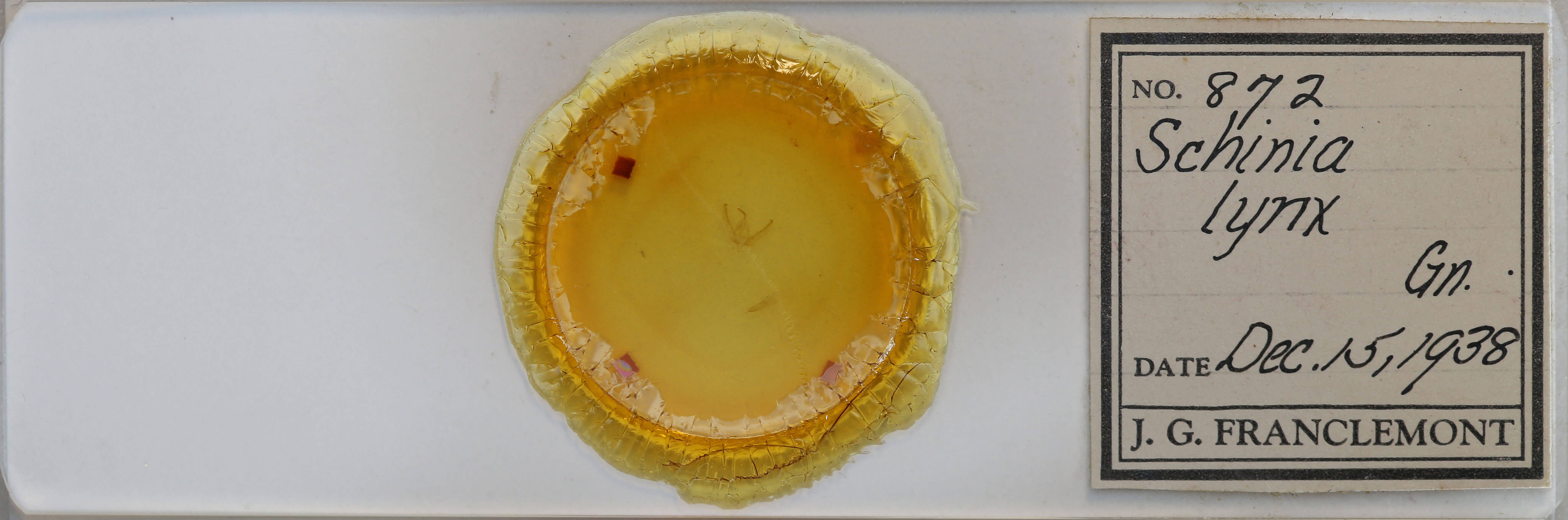 slide view of adult Schinia lynx