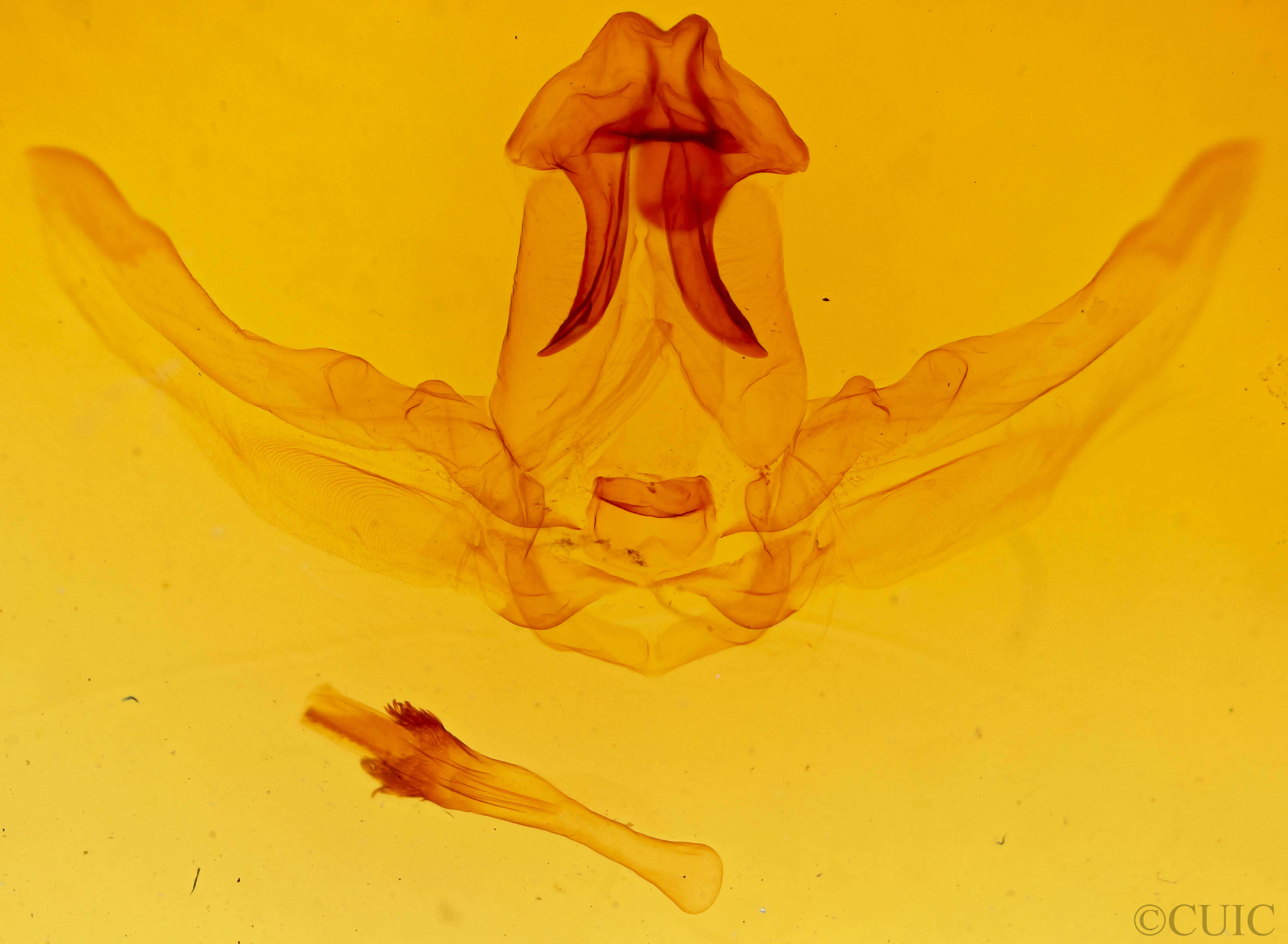 genitalia view of adult Schizura ipomaeae
